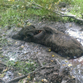 Ako toto nazvať????