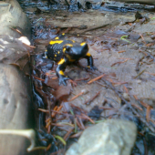 salamandra