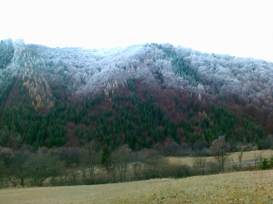 ráno v lese
