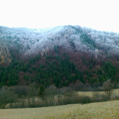 ráno v lese