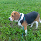Bodka