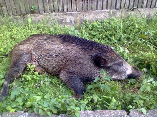 lanštiak