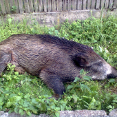 lanštiak
