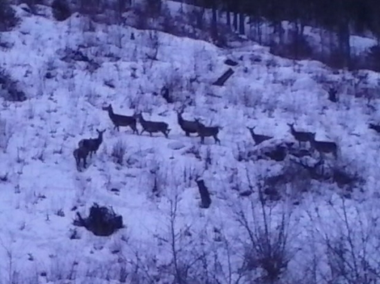 jelenice:)