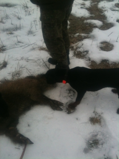 Tasha spod Kunovej, SK