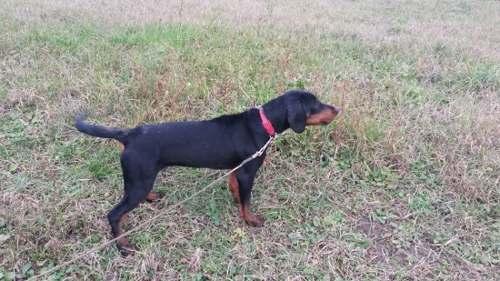 Alma spod Sninského