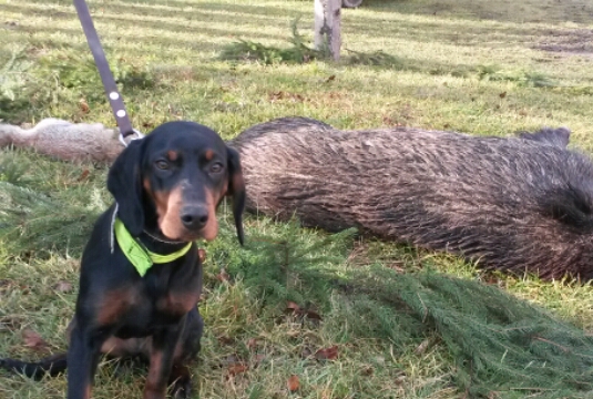 Alma spod Sninského  prvý krát na spoločnej poľovačke