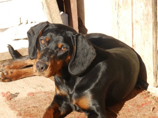 Alma spod Sninského