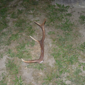 zhodik