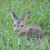 Srnča na pár krokov