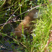 Líšča na pár krokov