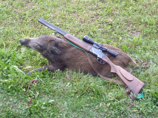 diviačisko z dnešného rána