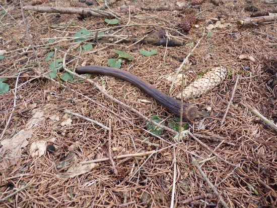 Dnešná prechádzka