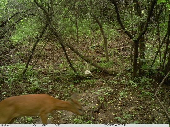 prvý rozmazaný úlovok