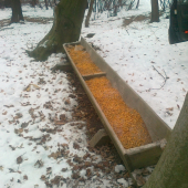 krmenie