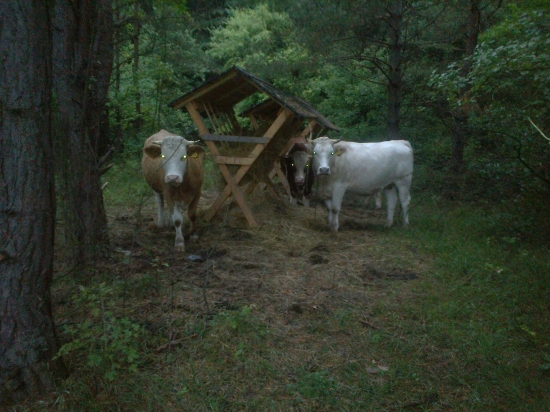 zima este   neprisla a seno je fuc