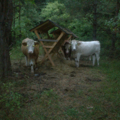 zima este   neprisla a seno je fuc