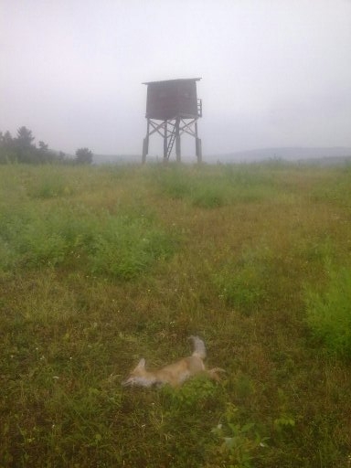 Listicka 3
