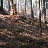 prvý pohľad
