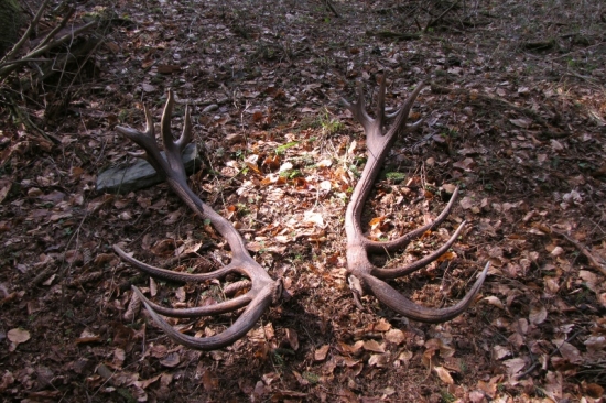 Tohtoročná pára 18 pravid.