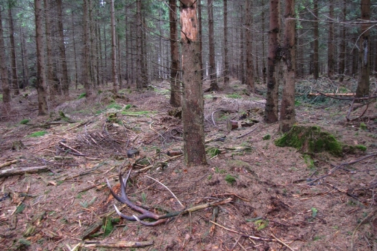 detail predchadzajuci