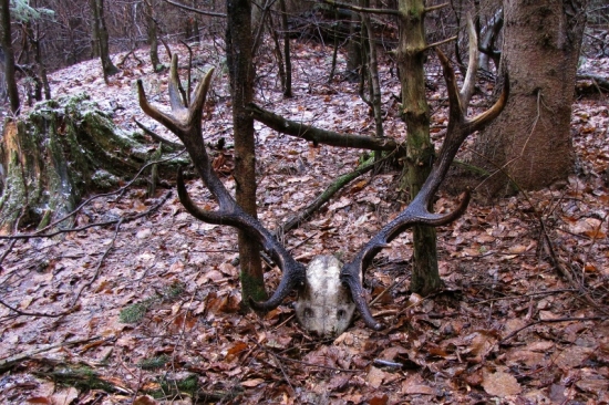 tu je, chvilu si poležal