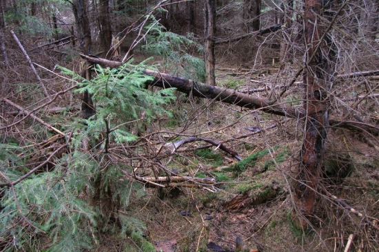 prvy pohľad, večny osmorák 97cm