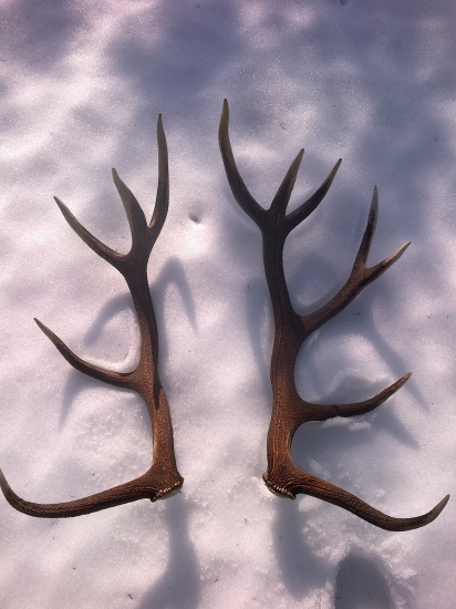 14 torák nepravydelny