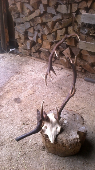 12 Torák a Dajake čudoo (raryta)