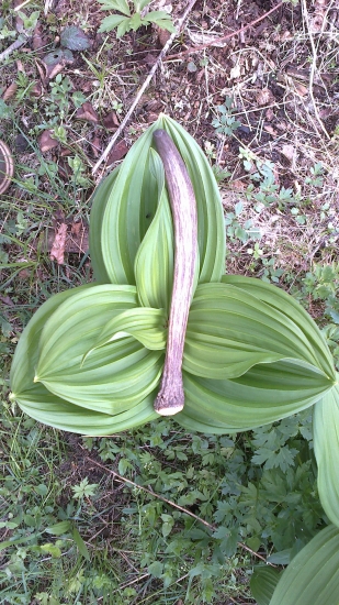 Kamaratv spicer prvy pohlad