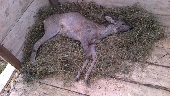 Skoda hoo mal zlámanu chrbticu