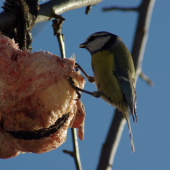 chuti jej .............