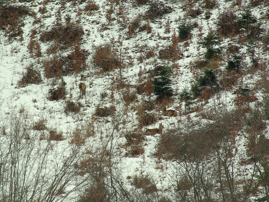 Jelenice