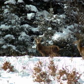 špicer a jeho kamáratky :)