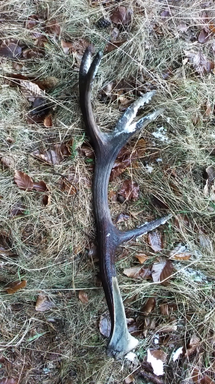 Pravde podobne Odlomeny v ruji