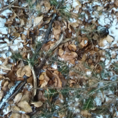 Potesil