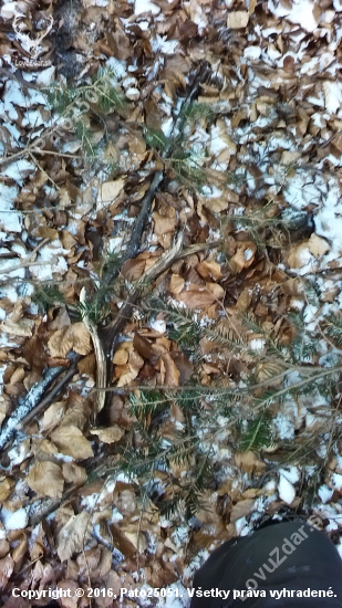 Potesil