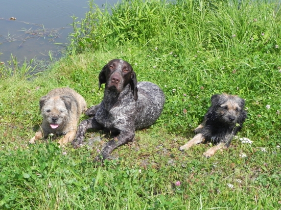 Moje lovecká smečka