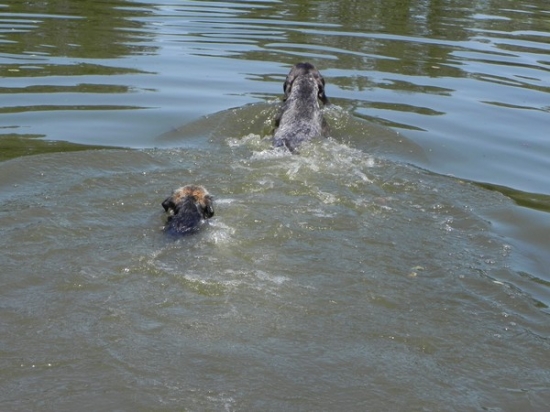 Mlaďas učí mladou plavat :-)