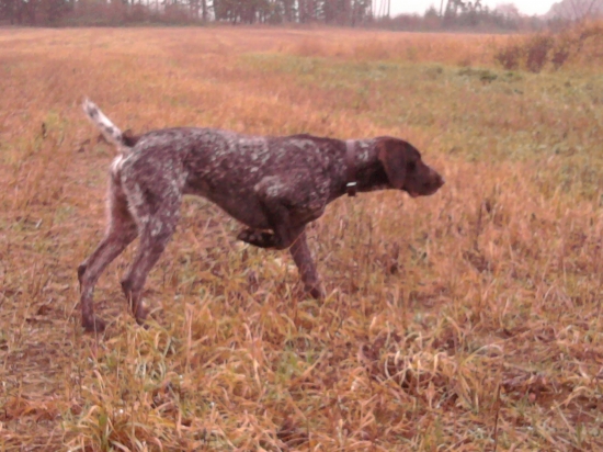 vystavování bažanta
