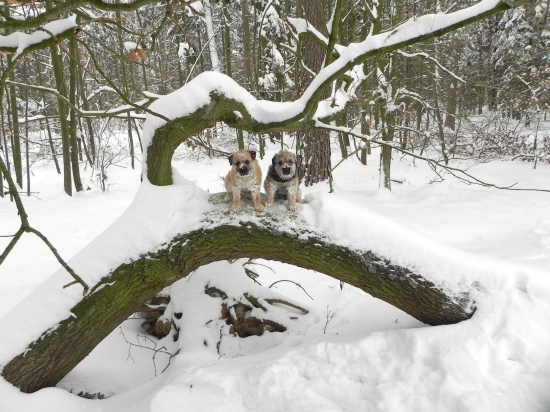 Happy a Hessi na procházce