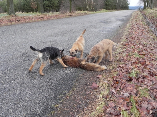 Z poslední společné v tento myslivecký rok