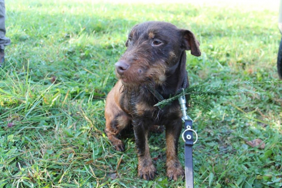 úspěšné barvářské zkoušky