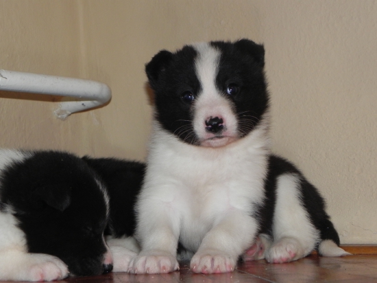 Karelský medvědí pes