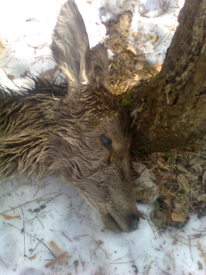 úhyn po tvrdej zime