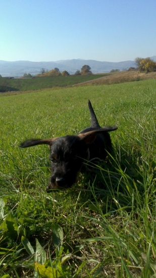 žeby FALCO z ,,nekonečného príbehu