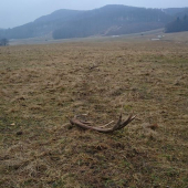 nechceli sa mi ísť spať