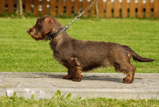 Inka z Oravskej Magury