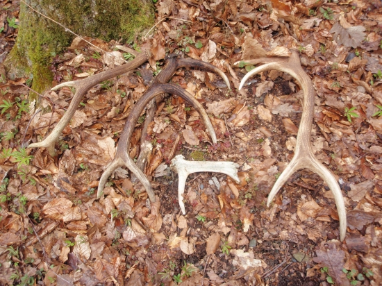 Dnes rano sa velmi nechcelo