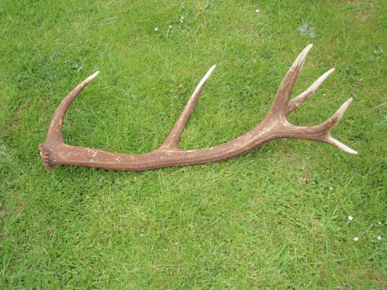 Skoro som na neho stupil